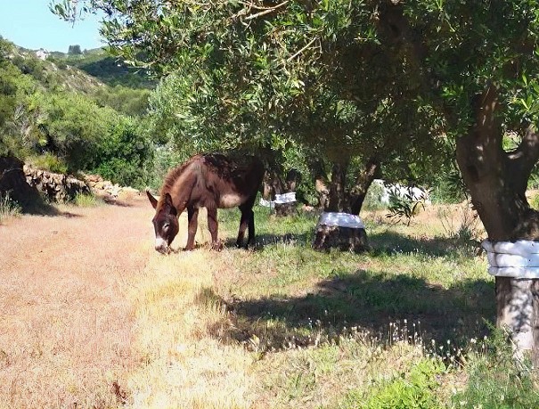 Artículo prensa en Levante