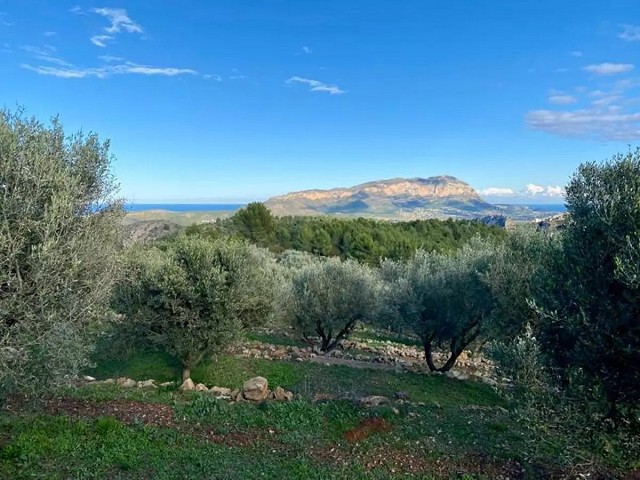 Foto El paisaje renace: olivos, viñas y 