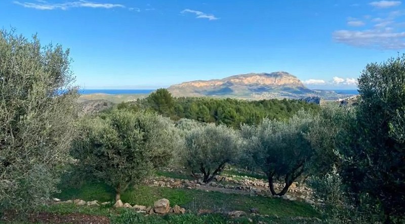 Foto El paisaje renace: olivos, viñas y "pedra seca" en la montaña de Pedreguer